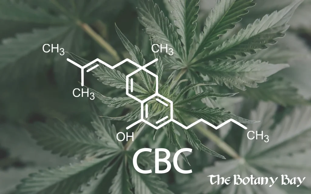 CBC structure, hero