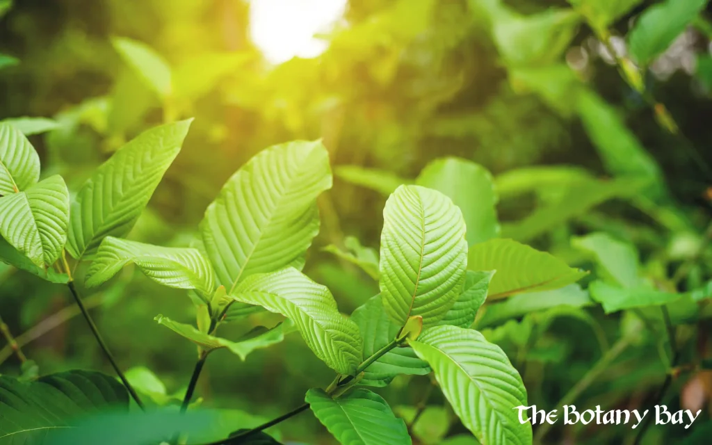 kratom information