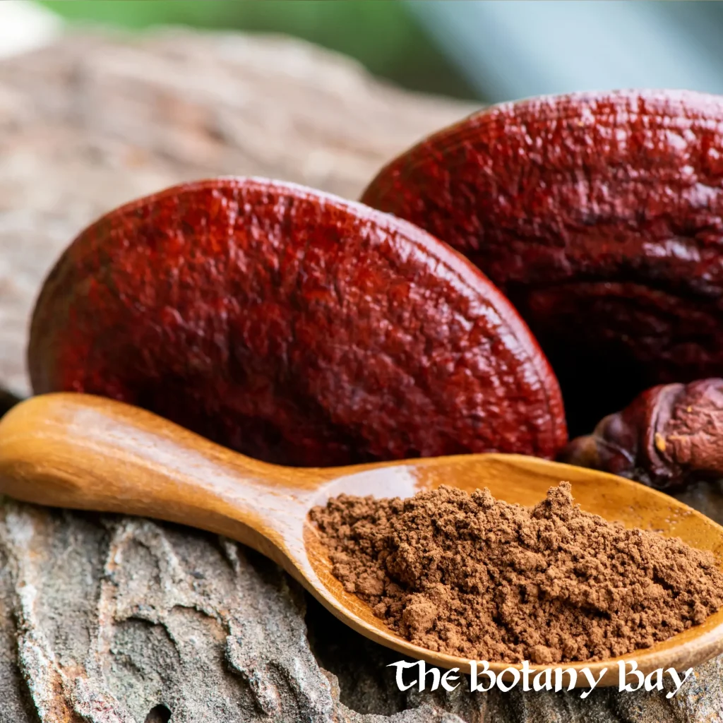 reishi powder