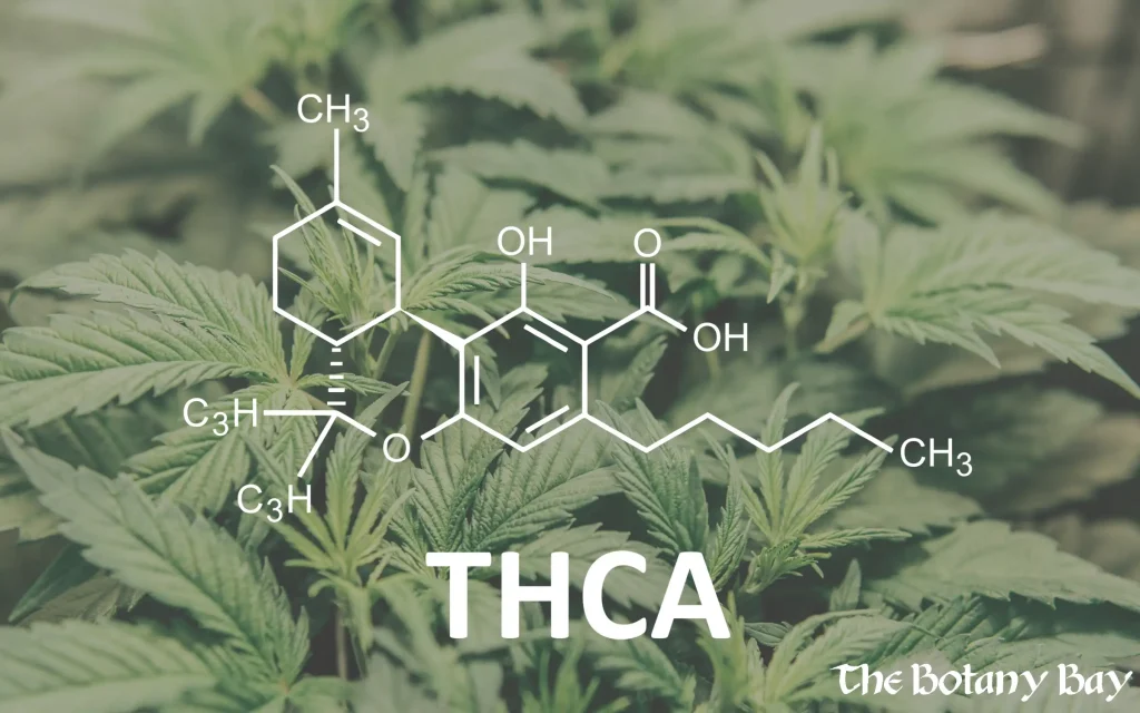 Guide to THCA by The Botany Bay