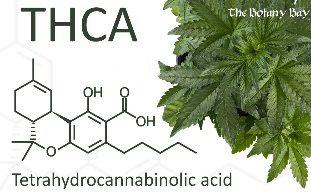 THCA information