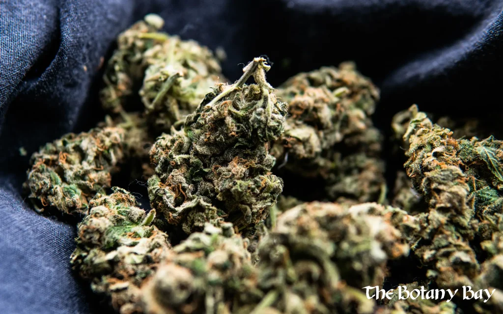 THCA flower, understanding THCA