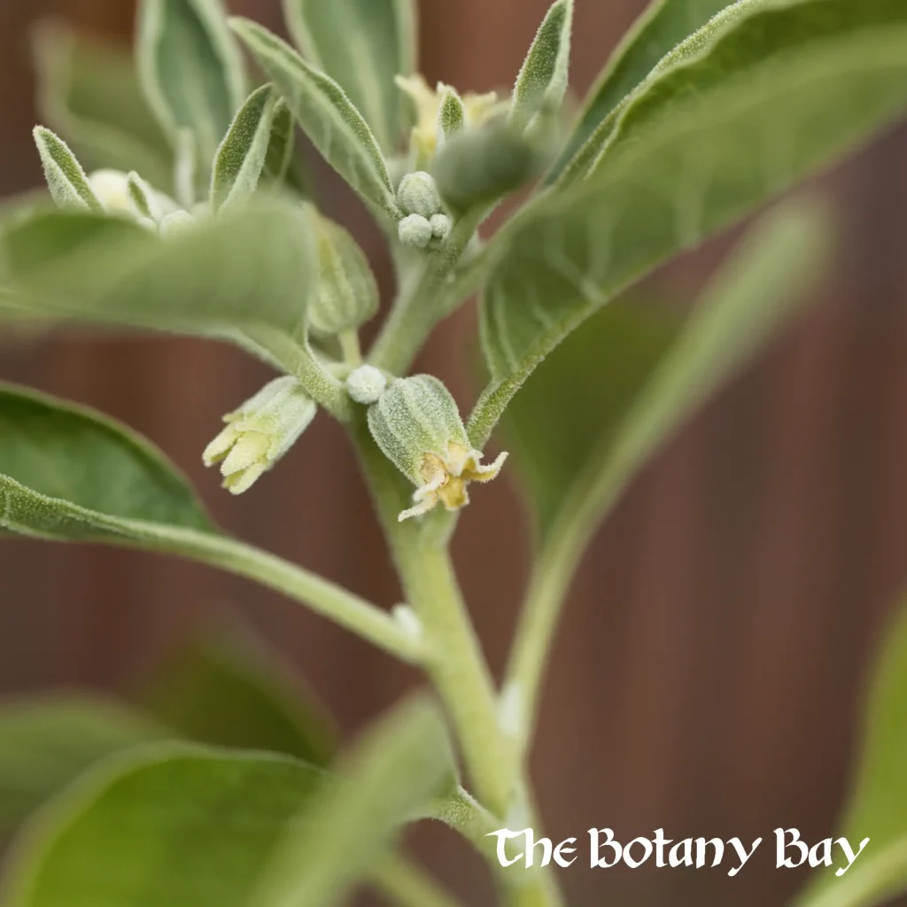 ashwagandha plant