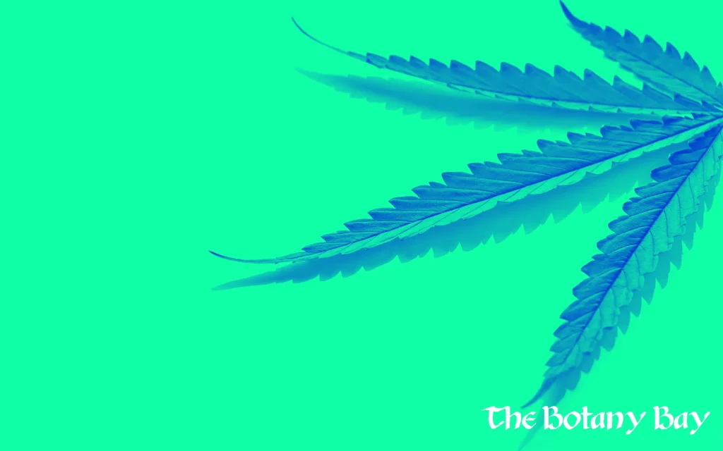 CBN hemp leaf