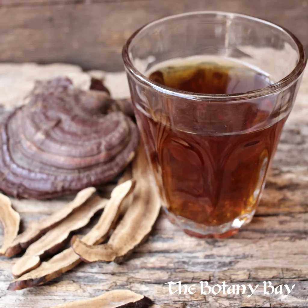 reishi tea