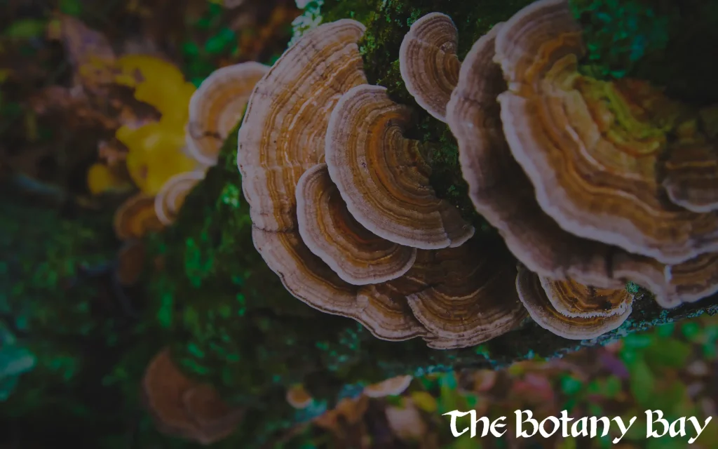 turkey tail mushrooms