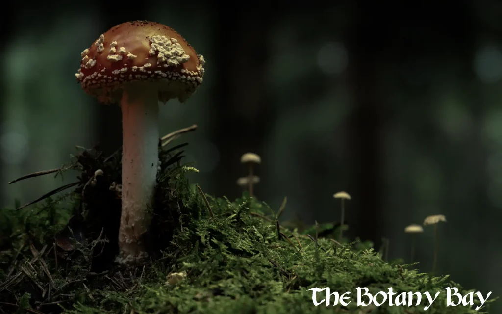 amanita