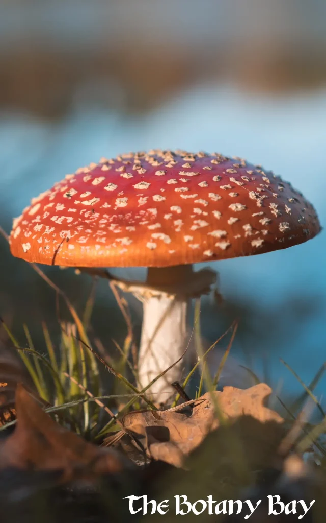 mushrooms amanita muscaria