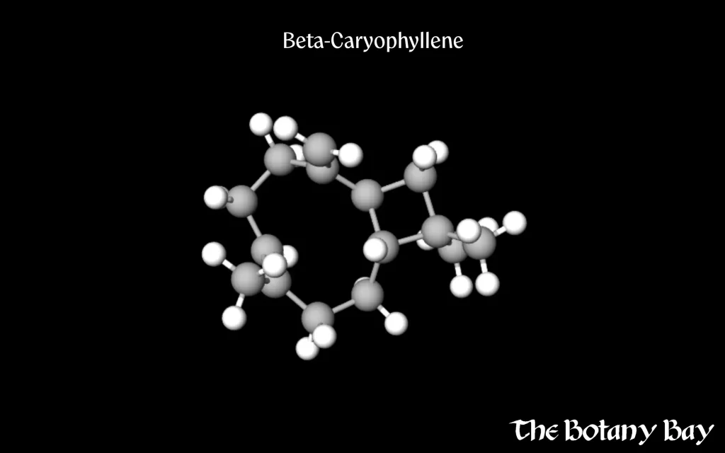 terpene beta-caryophyllene found in cannabis and other natural sources
