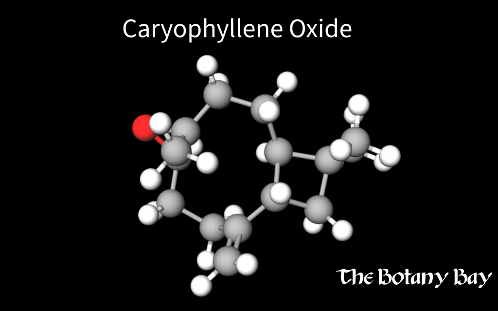 molecular structure of caryophyllene oxide