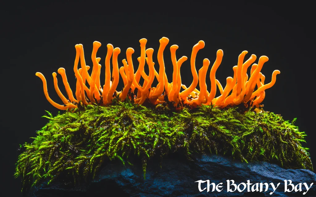 cordyceps mushrooms