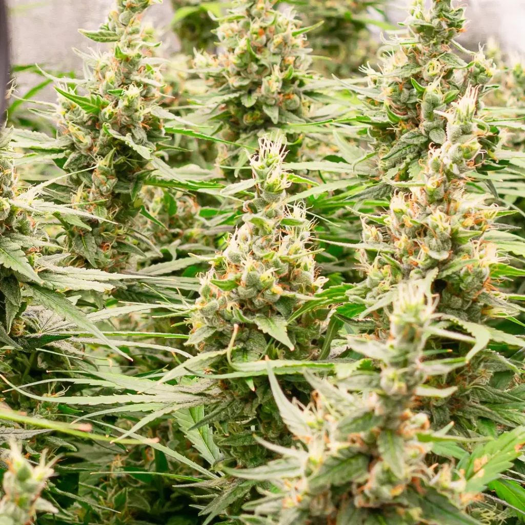 indica plant close up