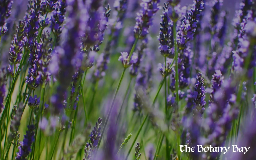 lavender, natural source for linalool terpene