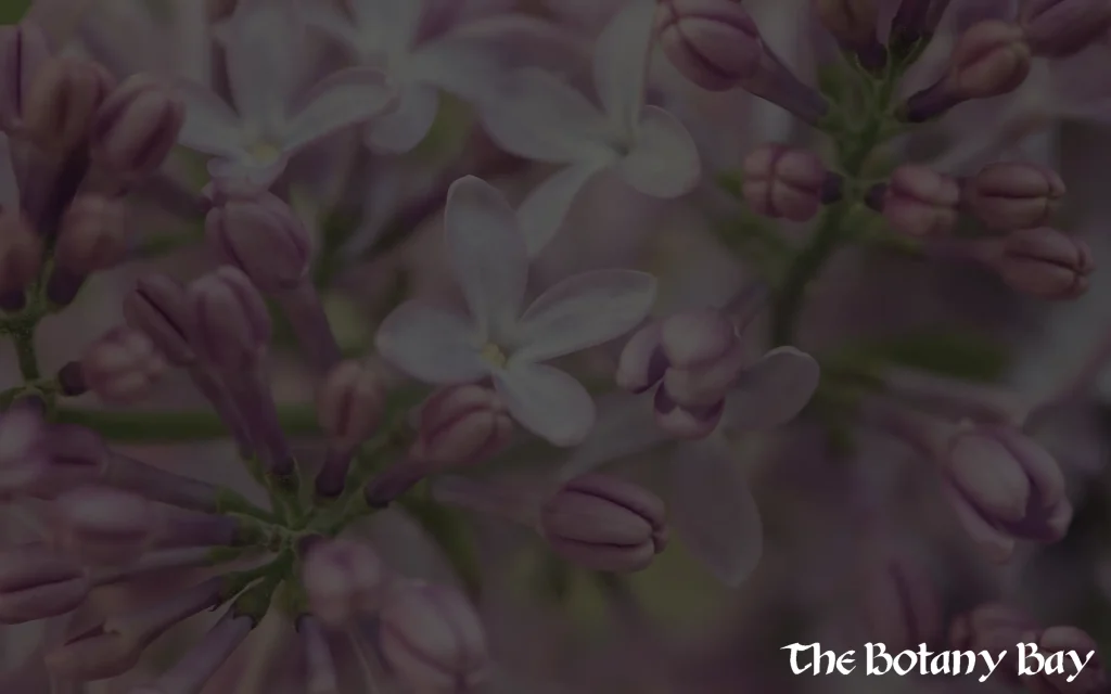 lilacs, natural source of terpene terpinolene