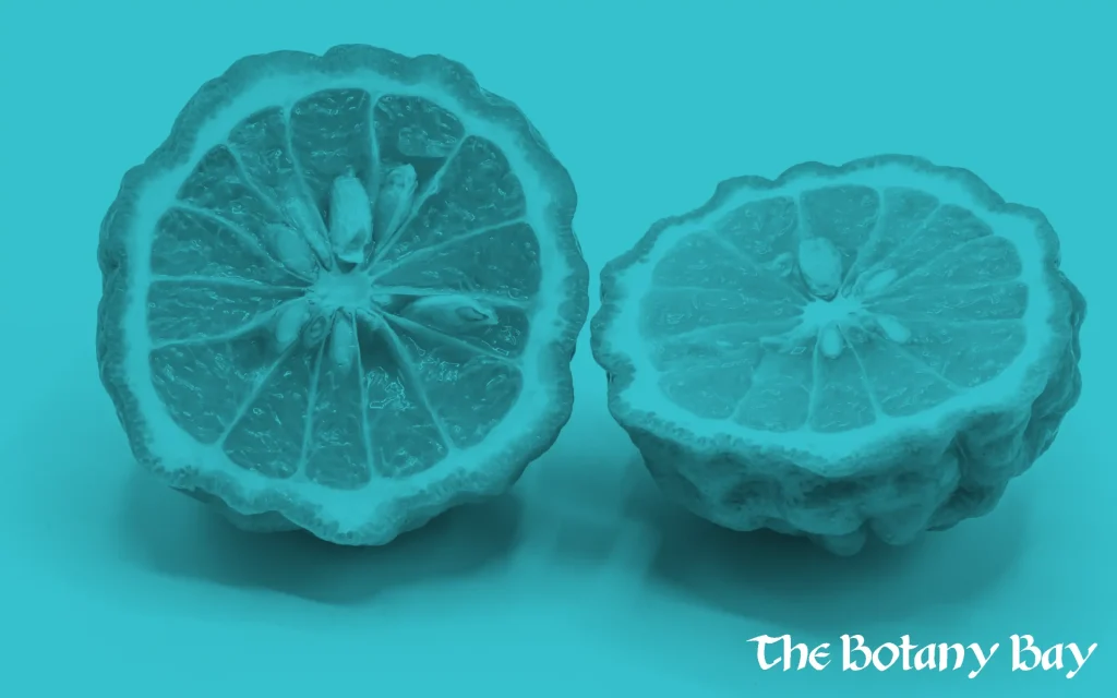 lime as source of terpene alpha-pinene