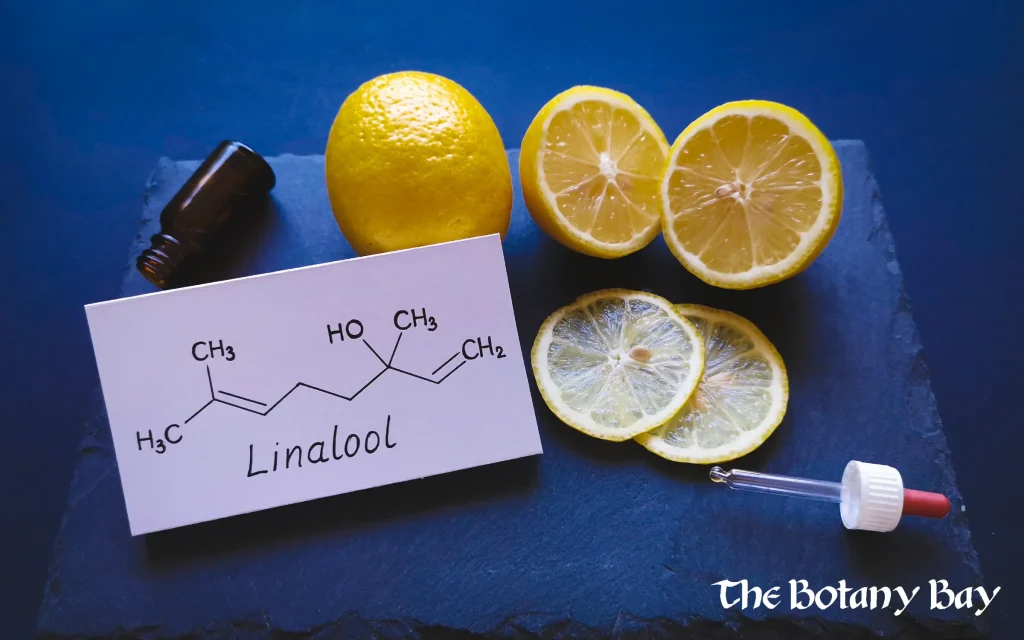 linalool terpene hero, essential oil