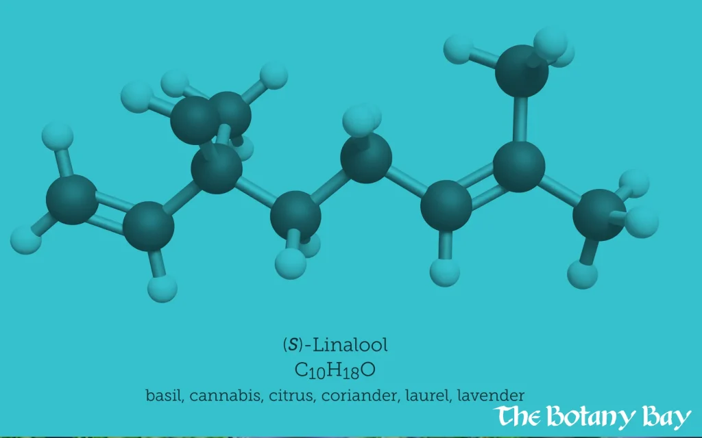 molecular structure of terpene linalool