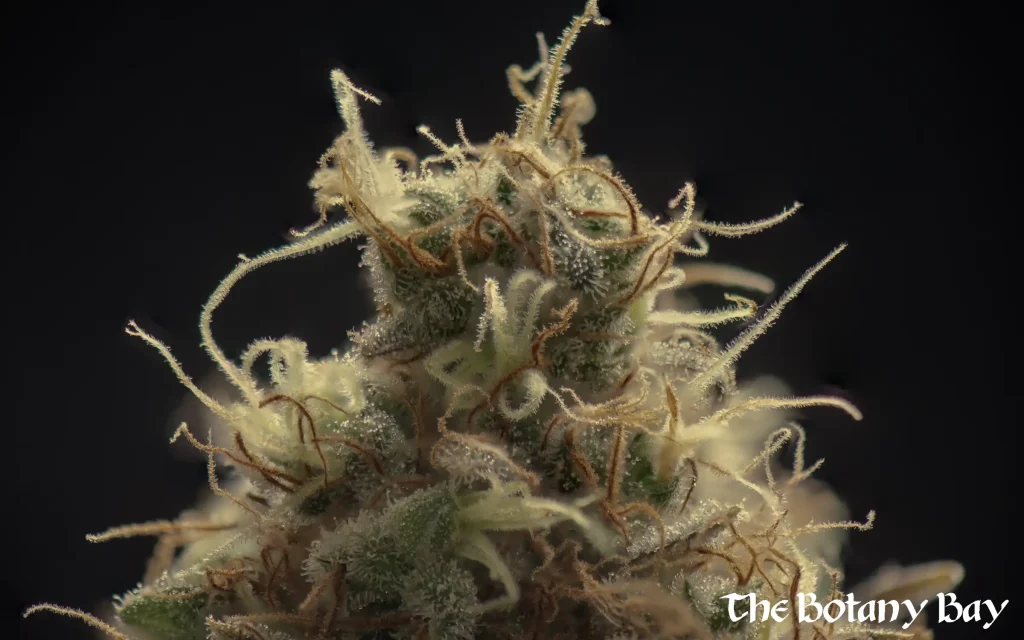 sativa close up, source of terpinolene terpene