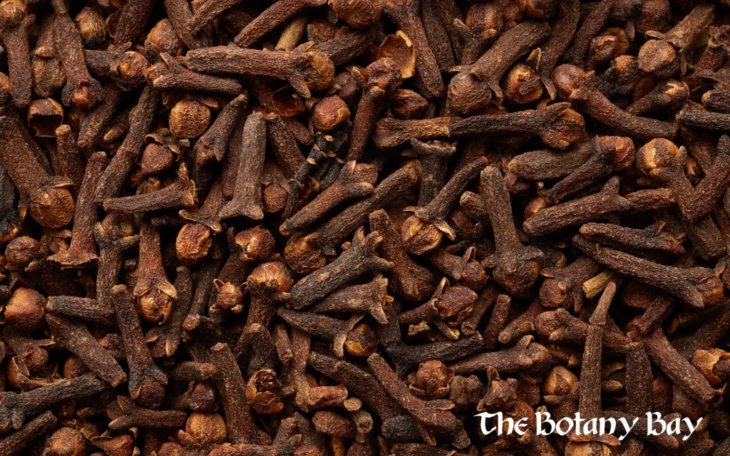 cloves, natural source of caryophyllene oxide