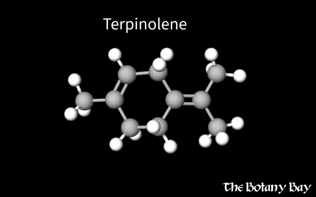 terpinolene molecular structure
