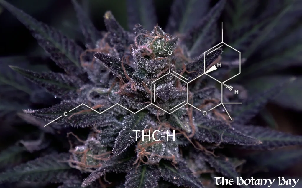 THC-H molecular view overlayed on cannabis flower
