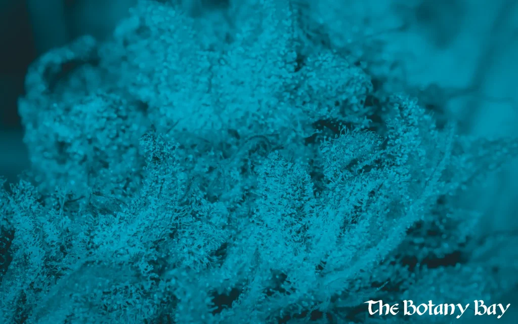 closeup of trichomes where beta-caryophyllene is found