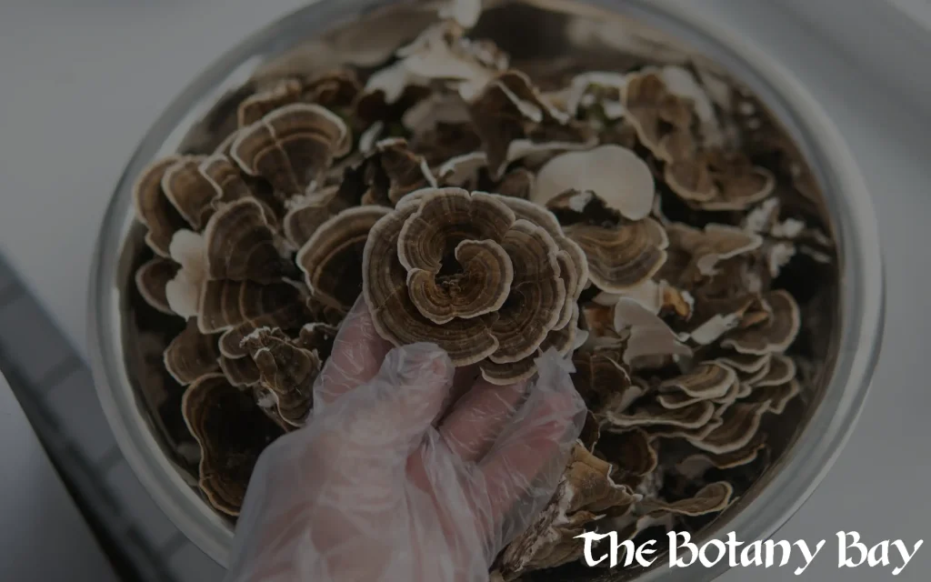 turkey tail mushrooms